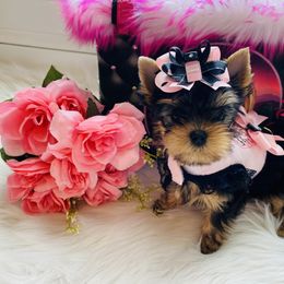 Yorkshire Terrier Puppies from Green Mountain Designer Yorkies