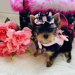 Yorkshire Terrier Puppies from Green Mountain Designer Yorkies