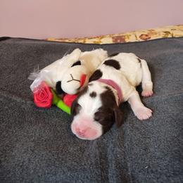 Miss Star - Liver white and tan female English Springer Spaniel puppy in Kingsport, Tennessee from Leandra's English Springer Spaniels