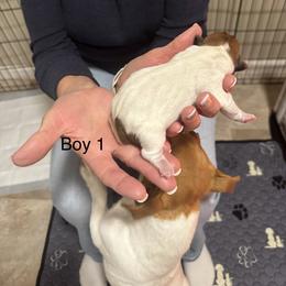 Boy 1 - Brown and white male Jack Russell Terrier puppy in Greeneville, Tennessee from Wampler Jacks