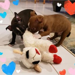 Boston Terrier Puppies from Normandy Boston Terriers