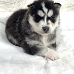 Elmo - Black and white male Siberian Husky puppy in Vail, Iowa from Homegrown Huskies