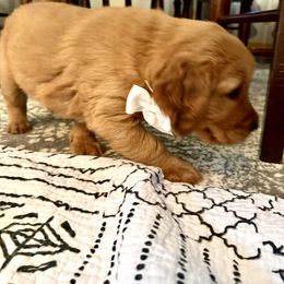 Golden Retriever and Labrador Retriever Puppies from All Around Retrievers
