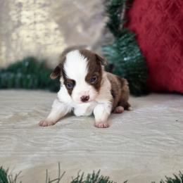 Gunner - Red merle male Toy Australian Shepherd puppy in Killen, Alabama from Wilkers Wholehearted Mini Aussies