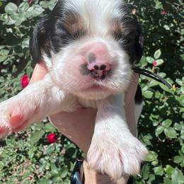 Boy 3 - Black white and tan male Cocker Spaniel puppy in Greensboro, North Carolina from Cochran Spaniels