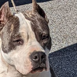 Miranda - American Staffordshire Terrier