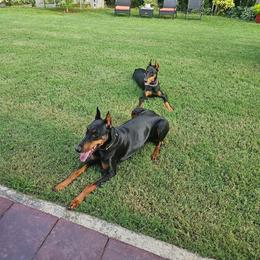 Doberman Pinscher All Grown Up from Morgan Doberman Kennel
