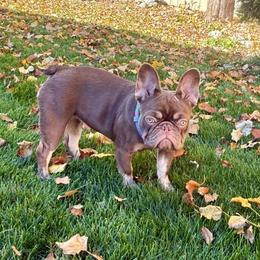 Butterscotch - Tricolors female French Bulldog puppy in Billings, Montana from Yellowstone Frenchies