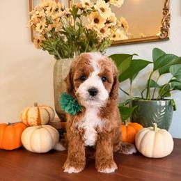 Hurley - Red male Cavapoo puppy in Pleasant Grove, Utah from Destination Doodles