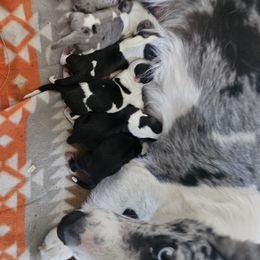 Girl 4 - Black and white female Cardigan Welsh Corgi puppy in Natchitoches. La, Louisiana from Bleu Bayou Corgis