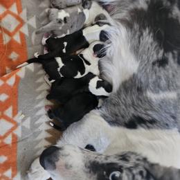 Girl 4 - Black and white female Cardigan Welsh Corgi puppy in Natchitoches. La, Louisiana from Bleu Bayou Corgis