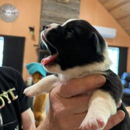 Gray - Black and white male Cardigan Welsh Corgi puppy in Divide, Colorado from Aspen Peak Corgis