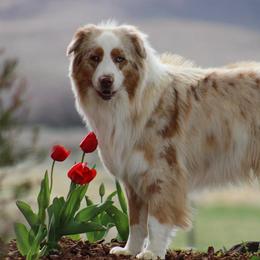 Rooster - Australian Shepherd