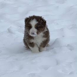 Aussiedoodle and Australian Shepherd Puppies from SS Australian Shepherds