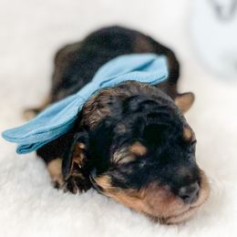 Bernedoodles, Cockapoos, and Double Doodles from Bluegrass Doodle Buddies