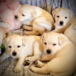 Labrador Retriever Puppies from Tuckwet Labradors