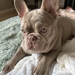 Karma - Liver female French Bulldog puppy in Loomis, California from The Frenchie Lounge