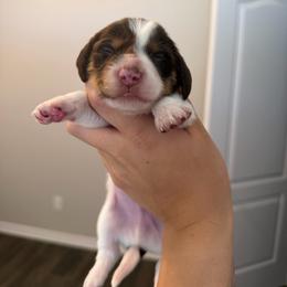 Chocolate And Tan Piebald Male - Piebald male Dachshund puppy in El Paso, Texas from IVK9's Dachshunds