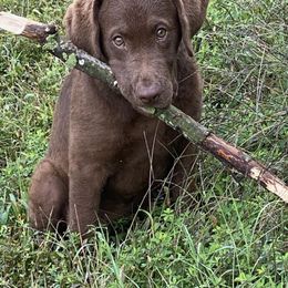 Chesapeake Bay Retriever Puppies from Rebecca's Chesapeake Bay Retrievers