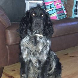 Zu - English Springer Spaniel
