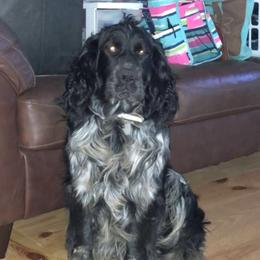 Zu - English Springer Spaniel
