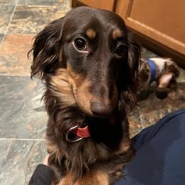 Maple - Dachshund