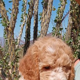 Poodle Puppies from Southwest Standards
