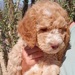 Poodle Puppies from Southwest Standards
