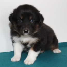 Storm - Black tri-color male Australian Shepherd puppy in Colorado from Firestone Australian Shepherds