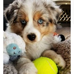 Australian Shepherd Puppies from Blue Sage Aussies