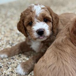 Shania - Red  female Goldendoodle puppy in Wharton, Texas from Little Fur Friends