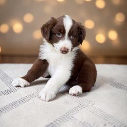 Sunday Blair - Red tri-color female Australian Shepherd puppy in Statesville, North Carolina from Charming Australian Shepherds