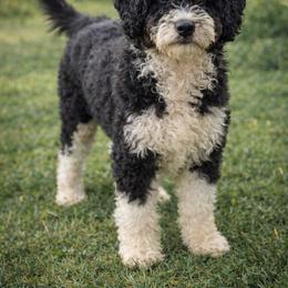 Daisy - Aussiedoodle