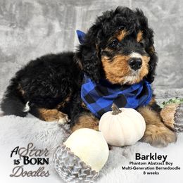 Bernedoodle Puppies from A Star is Born Doodles