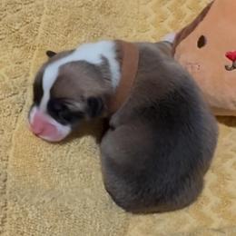 AKC Brown pup - Sable male Pembroke Welsh Corgi puppy in Summerfield, Florida from Promise Land Farm