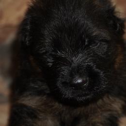Blue Collar - Black and red male German Shepherd puppy in Howell, Michigan from Sheyenne’s Shepherds