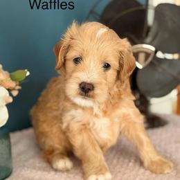Waffles - Brown and white male Bernedoodle puppy in Denver, Pennsylvania from Redcay's Mini Bernedoodles