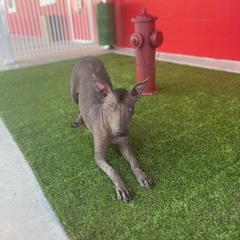 Cinder - Slate Xoloitzcuintli puppy in Hico, Texas from Amayla Kennels