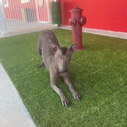 Cinder - Slate Xoloitzcuintli puppy in Hico, Texas from Amayla Kennels