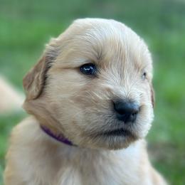 Juniper (Purple) - Golden female Golden Retriever puppy in Franklin, West Virginia from Wildmour K9