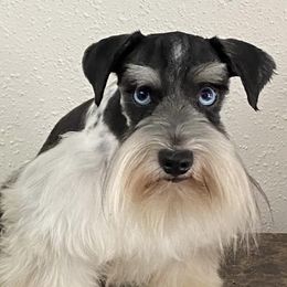 Miniature Schnauzers from Texas Blessed Schnauzers