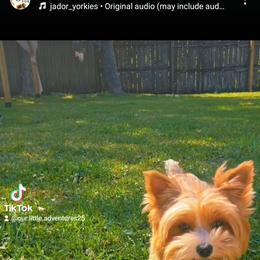 Gingee - Yorkshire Terrier