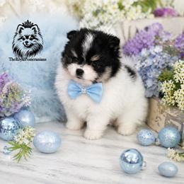 Thor - Tri-colored male Pomeranian puppy in Antelope, California from California Pom Paradise