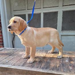 Male 5th Pick - Yellow male Labrador Retriever puppy in Andrews, South Carolina from Leyland Cypress Retrievers