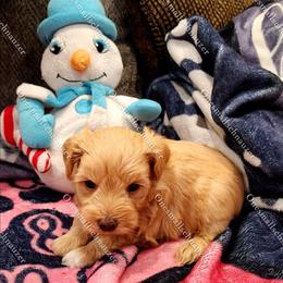 Penny - Wheaten female Miniature Schnauzer puppy in Brigham, Utah from Onesmallschnauzer