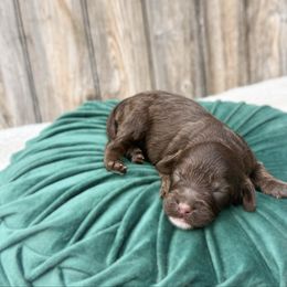 Roxie - Tri-color female Australian Labradoodle puppy in Wamego, Kansas from Doodles of Oz