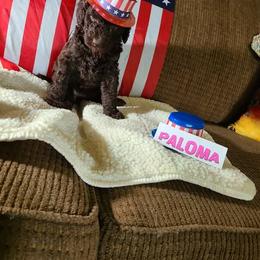Paloma - Brown female Poodle puppy in Chase, Michigan from My Buddies Puppies