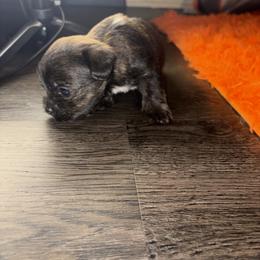 Shorkie Puppies from Sharlena Henderson