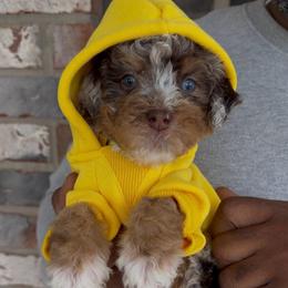 Snickers - Chocolate merle male Bernedoodle puppy in Richmond, Texas from Harper’s Heartbeats