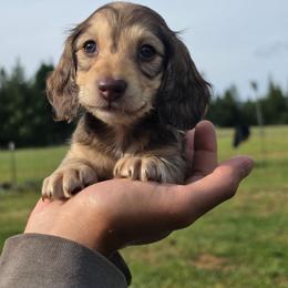 Stone - Cream male Dachshund puppy in Grants Pass, Oregon from Redwood Dachshunds